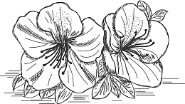 黑白风格线条杜鹃花