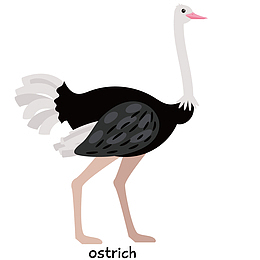 可爱鸵鸟的矢量手绘