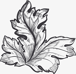 叶子素描素材_叶子素描png图片下载_觅元素