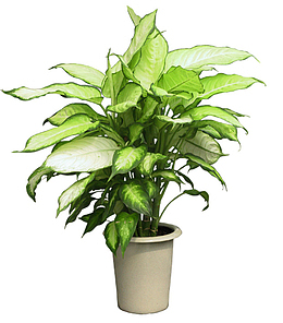 花盆
