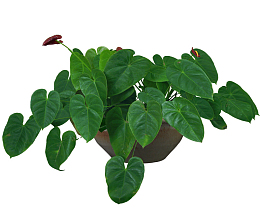 陶瓷花盆