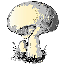 杏鲍菇矢量免扣素材