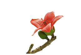 一根棕色枝条上向上绽放的红棉花
