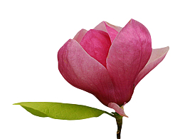 红色带香味和一片叶子的玉兰花瓣