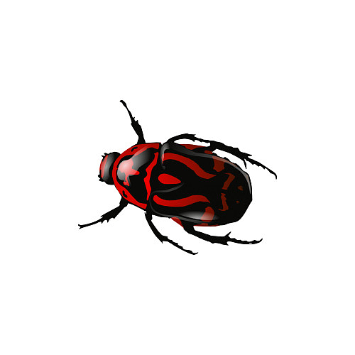 红黑甲虫