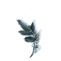 二十四节气之小雪白雪的树枝树叶