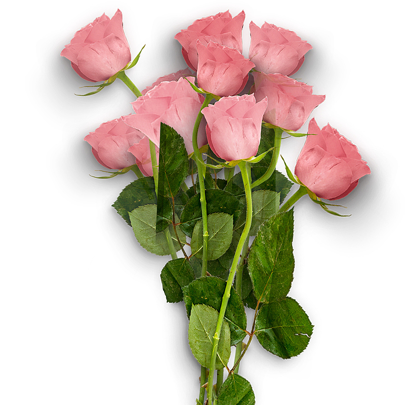 爱在情人节粉色玫瑰花装饰下载