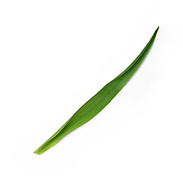 长形自然植物枝叶花瓣