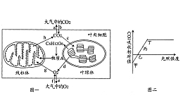 植物细胞中线粒体和叶绿体能量转
