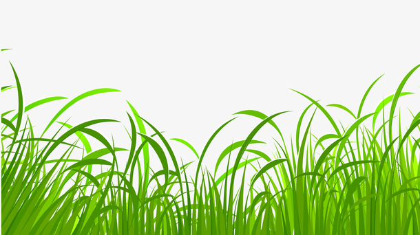 绿色草地植物矢量图