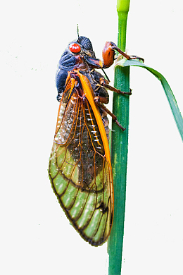 png彩色昆虫pngpng插画蝉素材pngpng蝉翼素材pngpng蝉翼素材pngpng