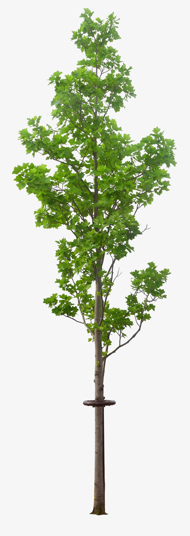 繁茂树免抠素材免费下载_觅元素51yuansu.com