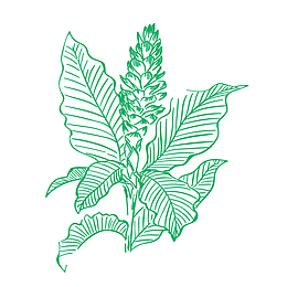 绿色叶子植物矢量图