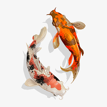 手绘锦鲤矢量图装饰png卡通手绘红色的锦鲤png鲤鱼锦鲤元素设计psdpng