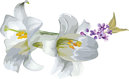 百合花矢量图卡通百合花