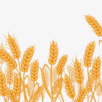 麦穗aipng农场标签矢量图png卡通农场风景矢量图png金黄色麦田背景