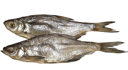 永不分离生死相依的两条鱼