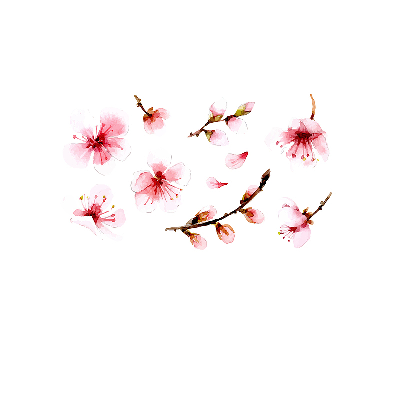 矢量水彩插画腊梅花朵