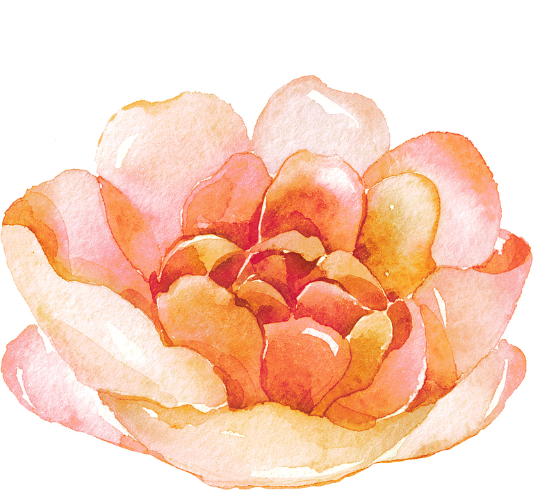 粉色手绘的玫瑰花