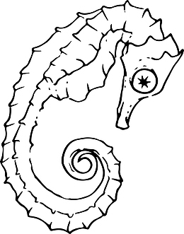 素描白色海马