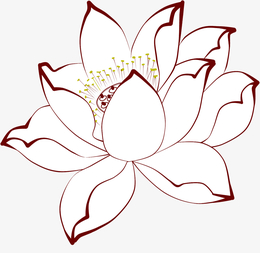 荷花矢量图白底