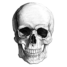 素描骷髅