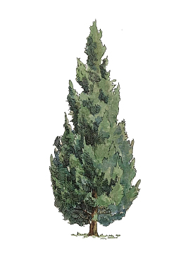 松树手绘免抠素材