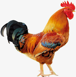 打鸣的大公鸡免抠素材免费下载_觅元素51yuansu.com