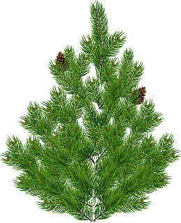 大自然绿色松树