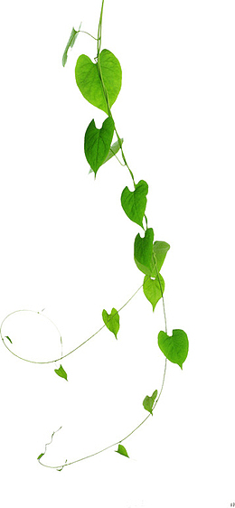 绿色植物藤蔓垂下叶子