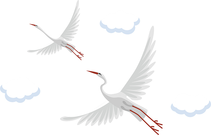 展翅翱翔的美丽白鹤