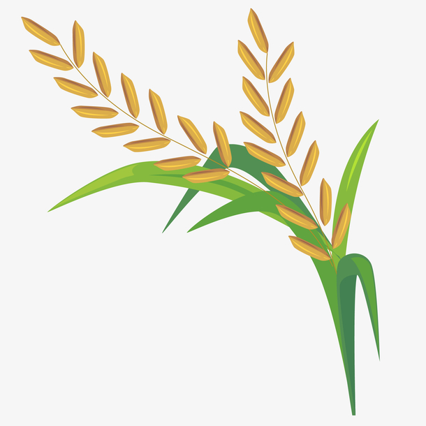 矢量稻穗免抠png