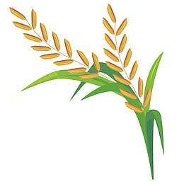 矢量稻穗免抠PNG