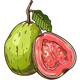 红心番石榴手绘插画