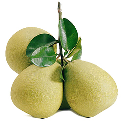 沙田柚PNG素材