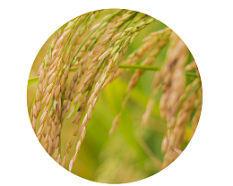 10月16日世界粮食日