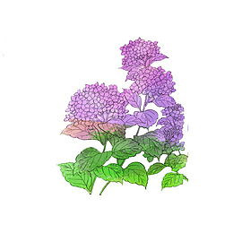 紫色绣球花素材家园