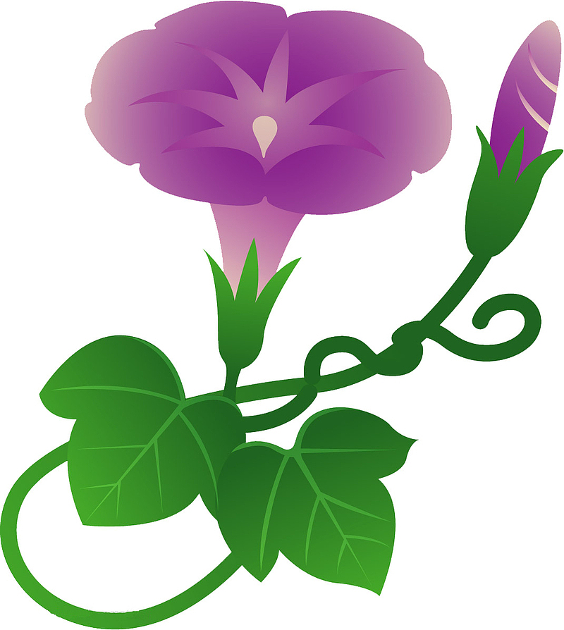 紫色卡通牵牛花植物