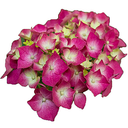 紫色绣球花