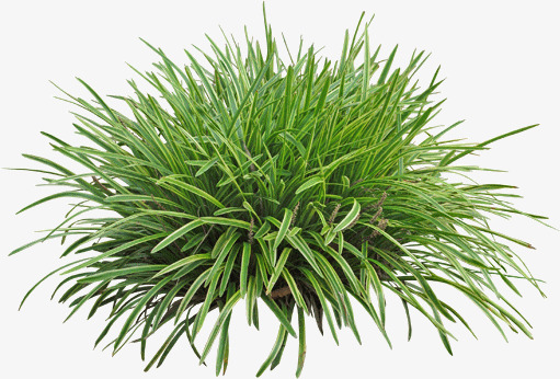 景观植物沿阶草灌木丛素材免费下载_觅元素