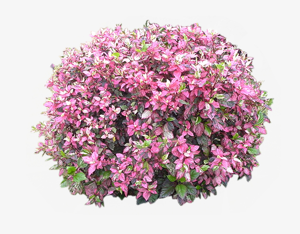 景观植物红花继木灌木球