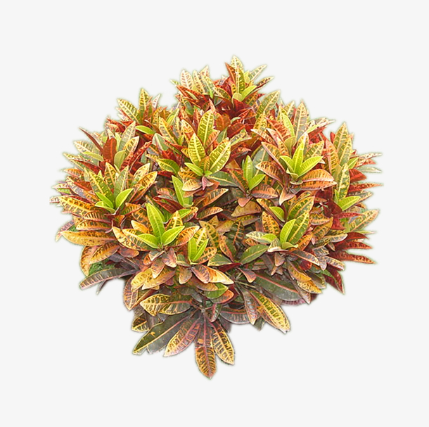 景观植物变叶木灌木球