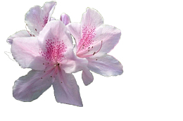 浅粉色三朵杜鹃花瓣