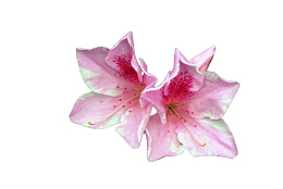 两朵浅粉色开发杜鹃花瓣
