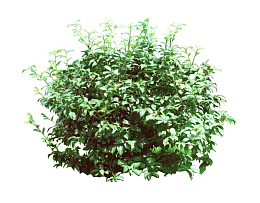 景观植物勒杜鹃灌木球