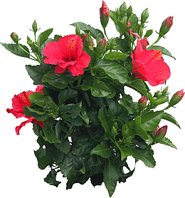 景观植物木槿灌木球