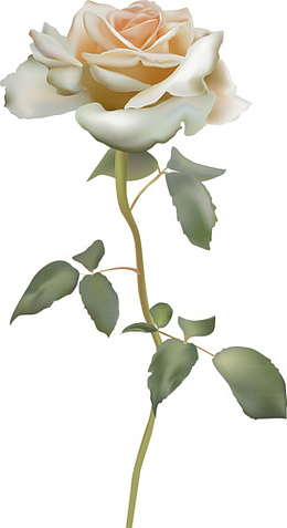一枝粉色玫瑰花
