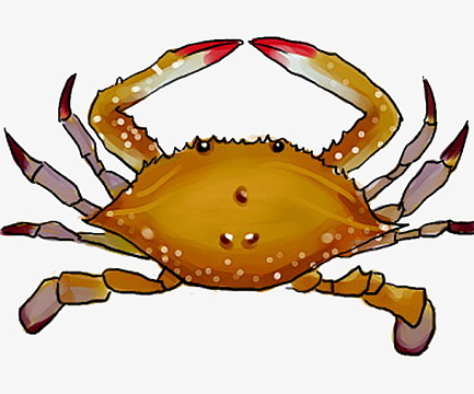 手绘梭子蟹