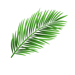 卡通绿色棕榈树树叶