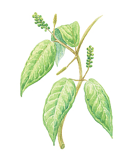 手绘绿色树叶与枝芽
